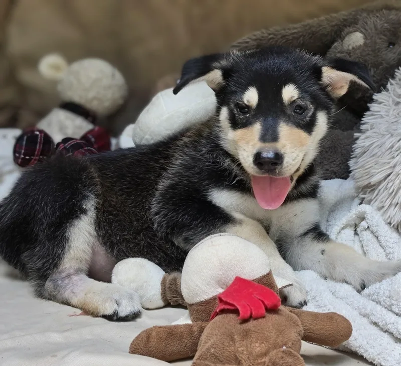 A baby medium-sized male Bicolor Australian Terrier dog named Everest for adoption in Cleveland, TX