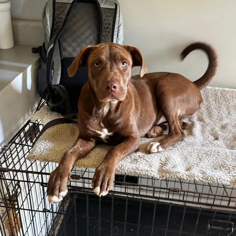 A young medium-sized female Brown / Chocolate Chocolate Labrador Retriever dog named Kylie for adoption in Brownsboro, AL