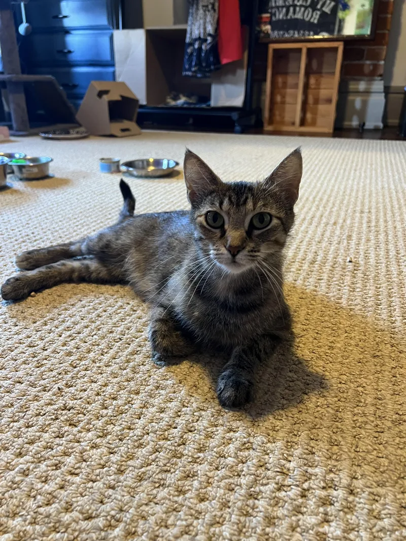 A young medium-sized female Tabby (Brown / Chocolate) Domestic Short Hair cat named Denali for adoption in Columbus, OH
