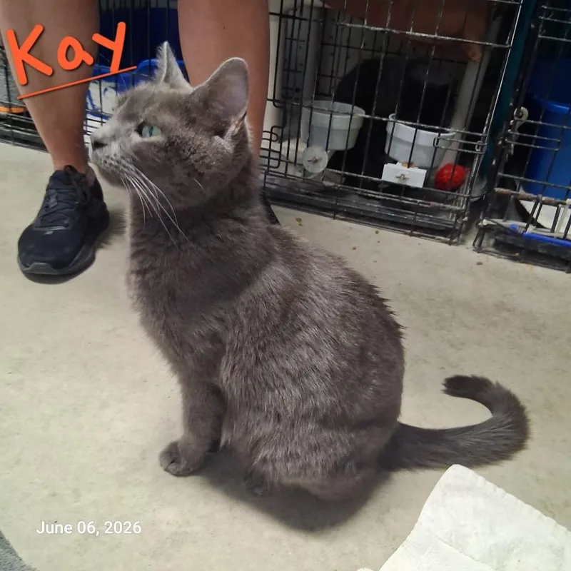 A young medium-sized female Domestic Short Hair cat named Kay for adoption in Hartford City, IN