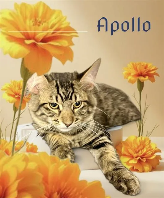 Apollo