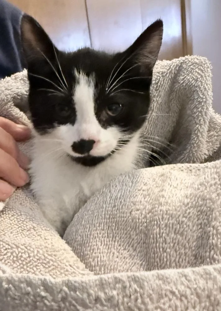 A baby medium-sized female Black & White / Tuxedo Domestic Short Hair cat named Dice for adoption in Clinton Township, MI