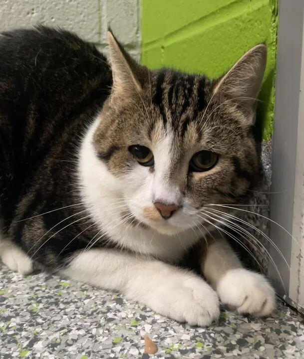 A young medium-sized male Domestic Short Hair cat named Trouble for adoption in Jackson, MI