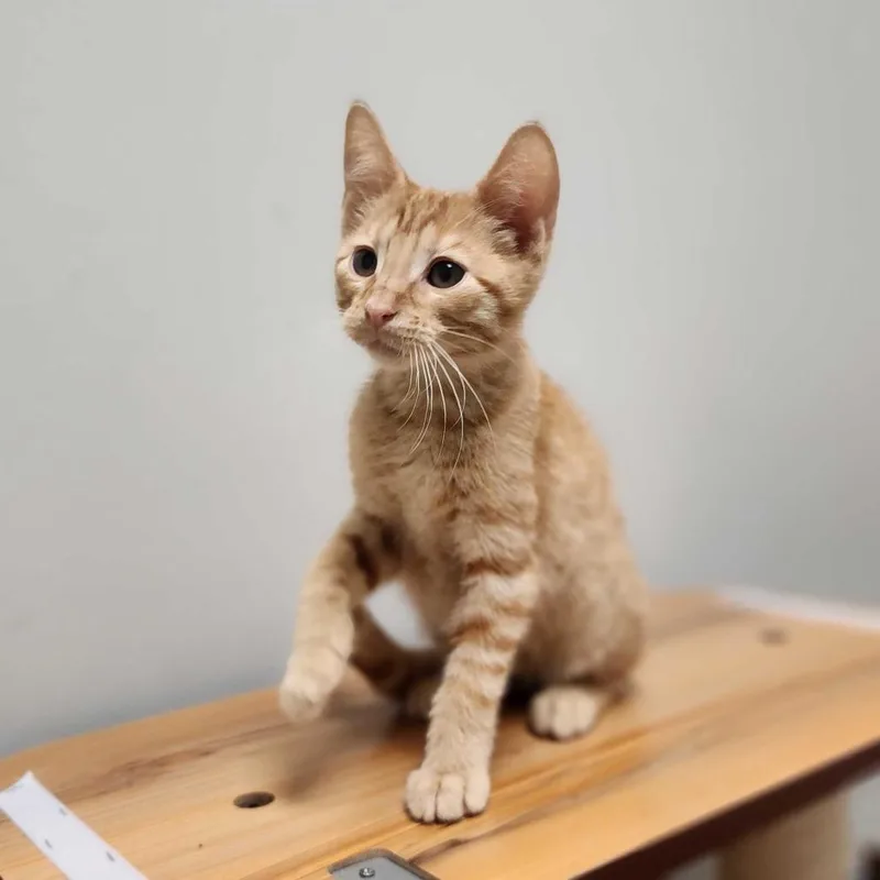 Simba