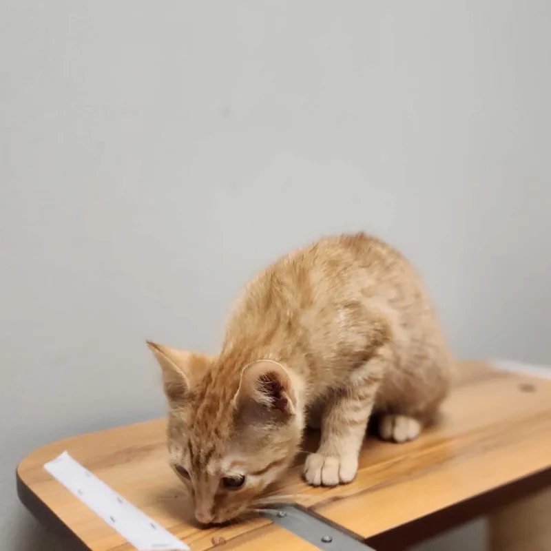 Simba thumbnail 2