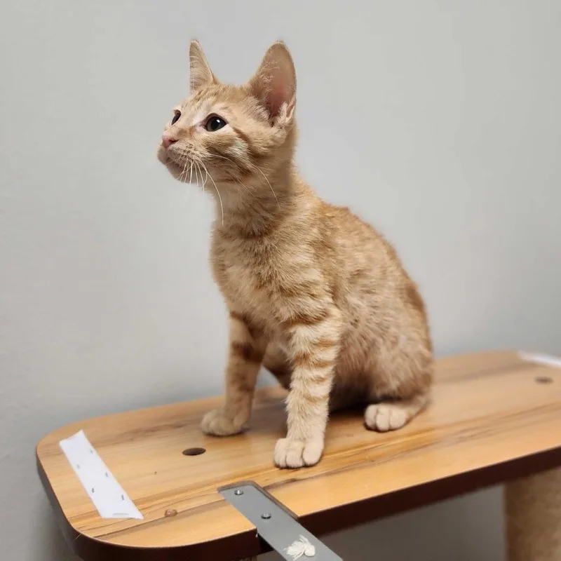 Simba thumbnail 3