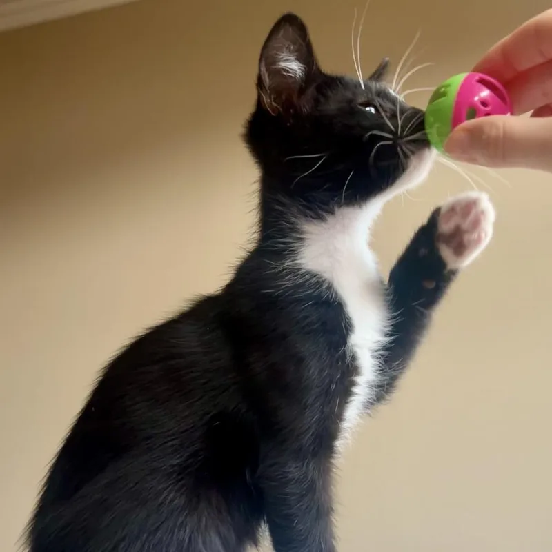 A baby small-sized male Black Domestic Short Hair cat named Holland for adoption in Houston, TX