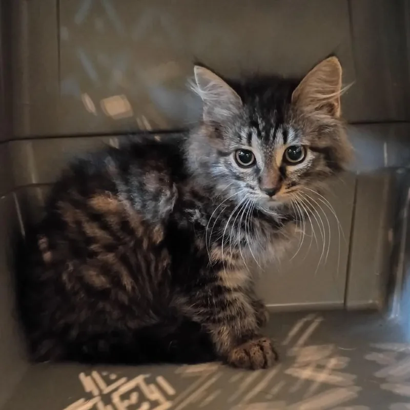 A baby small-sized female Brown / Chocolate Domestic Short Hair cat named Church for adoption in Lynchburg, VA