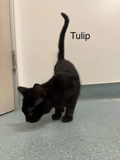 Tulip