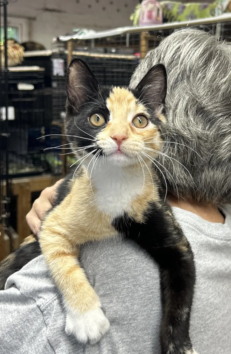 A baby small-sized female Calico Domestic Short Hair cat named Sienna for adoption in Avon Lake, OH