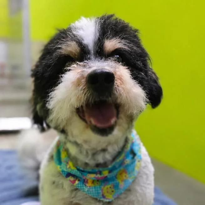 A senior small-sized male White / Cream Shih Tzu dog named Fives for adoption in San Jacinto, CA