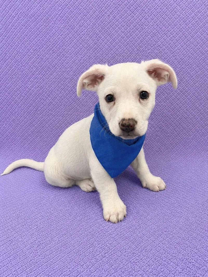 A baby small-sized male White / Cream Beagle dog named Casper for adoption in Lodi, CA