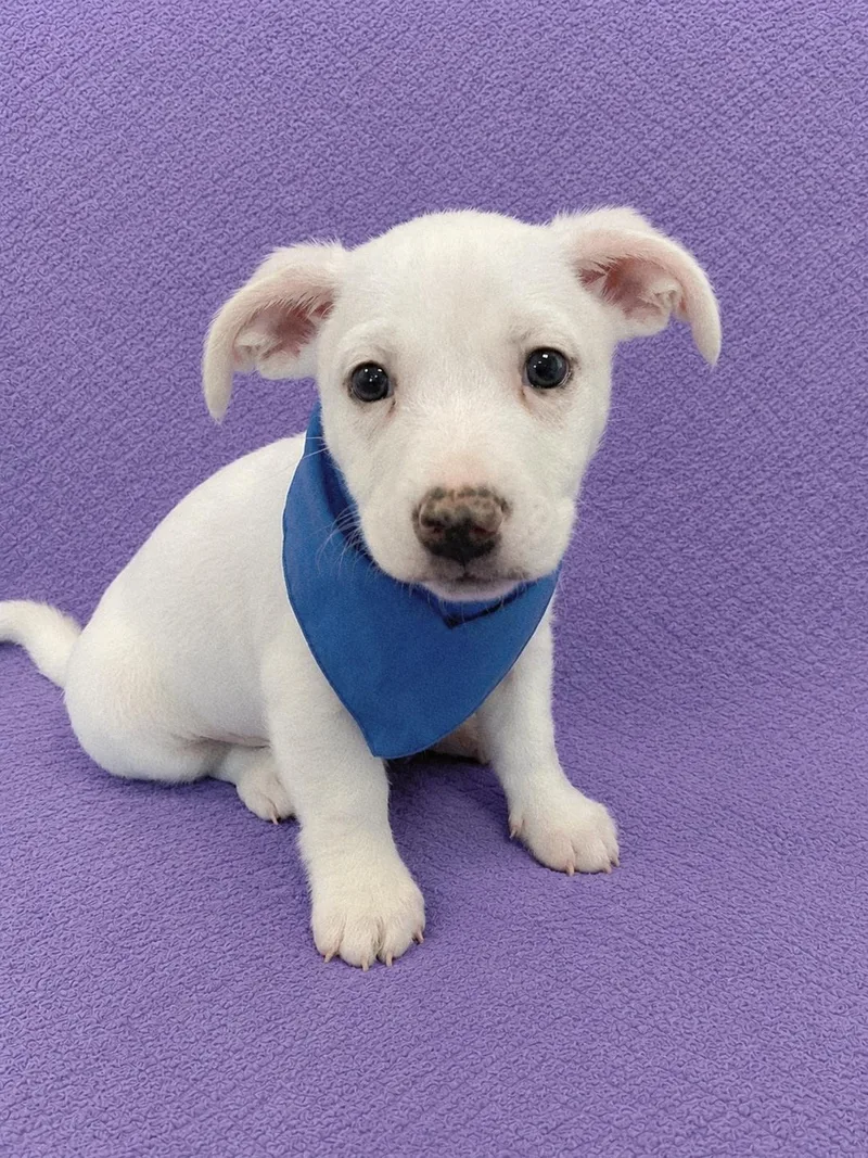 Casper thumbnail 2