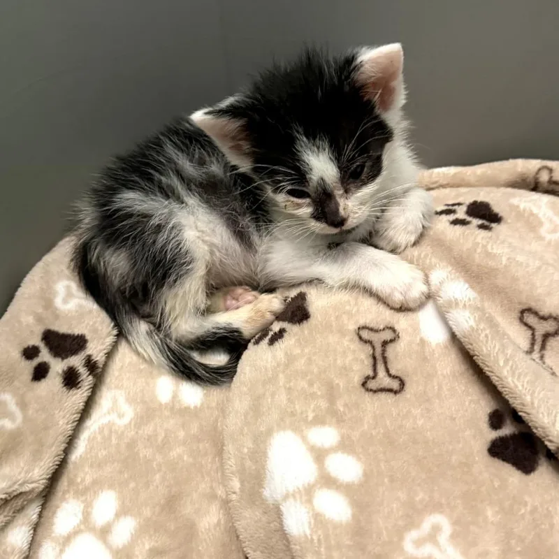 A baby small-sized female Black Domestic Short Hair cat named Oreo for adoption in Bel Air, MD