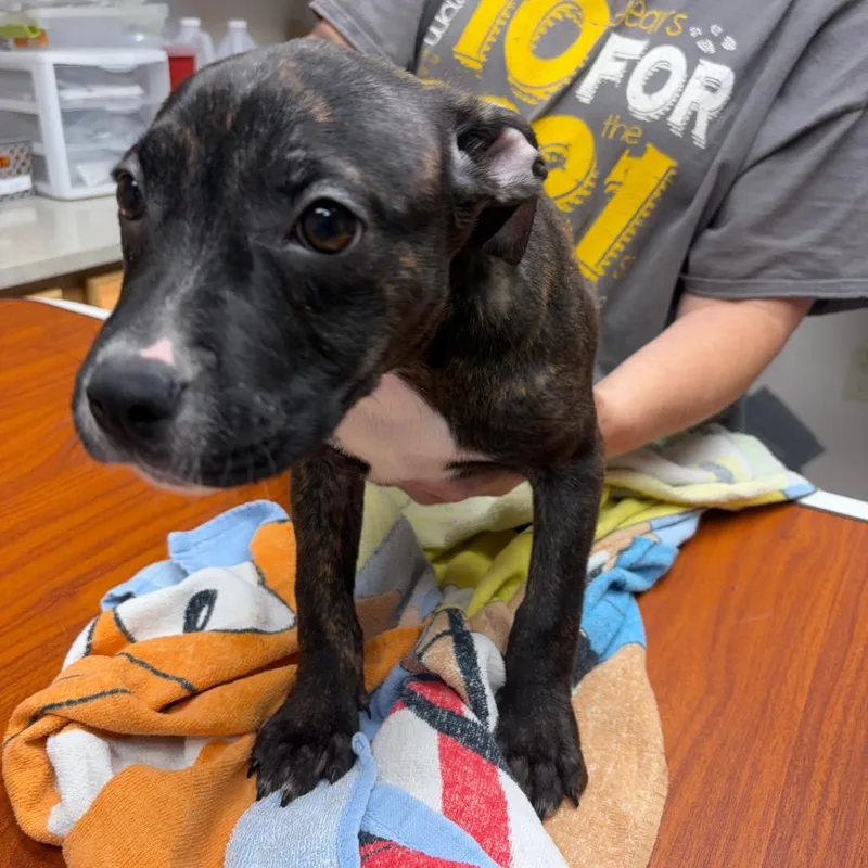 A baby medium-sized female Brindle Mixed Breed dog named Elsa for adoption in Bismarck, ND