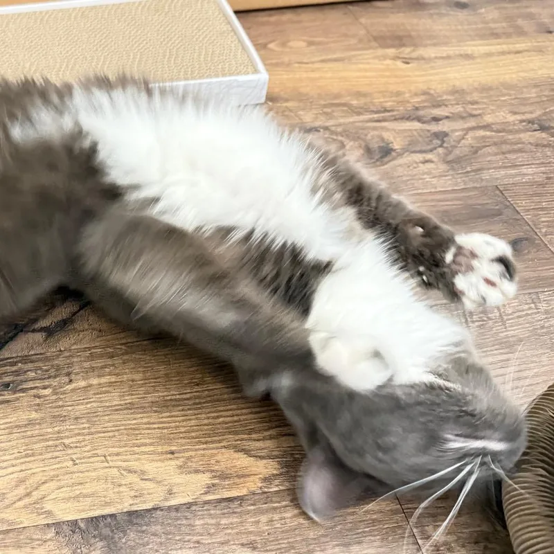 Cardamom thumbnail 2