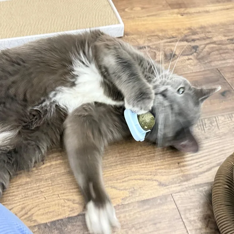 Cardamom thumbnail 3