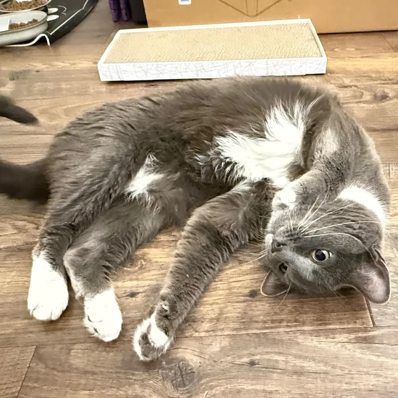 Cardamom thumbnail 4