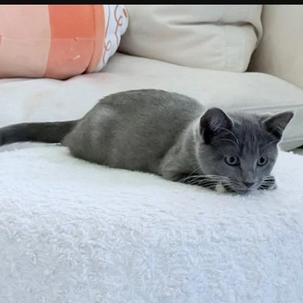 Cardamom thumbnail 5