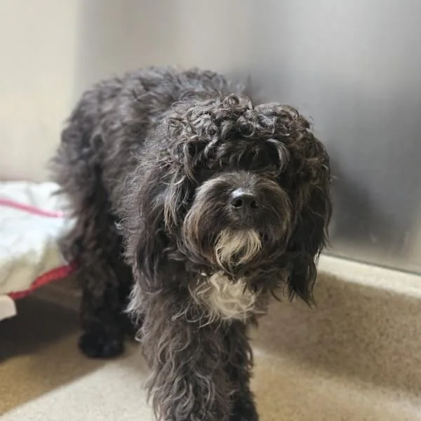 A young medium-sized male Poodle dog named Leon for adoption in Oakland, CA