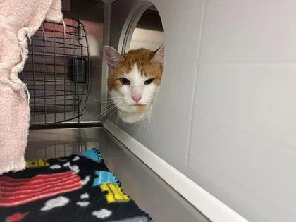 An adult extra large-sized male Domestic Short Hair cat named Sprout for adoption in Kansas City, MO