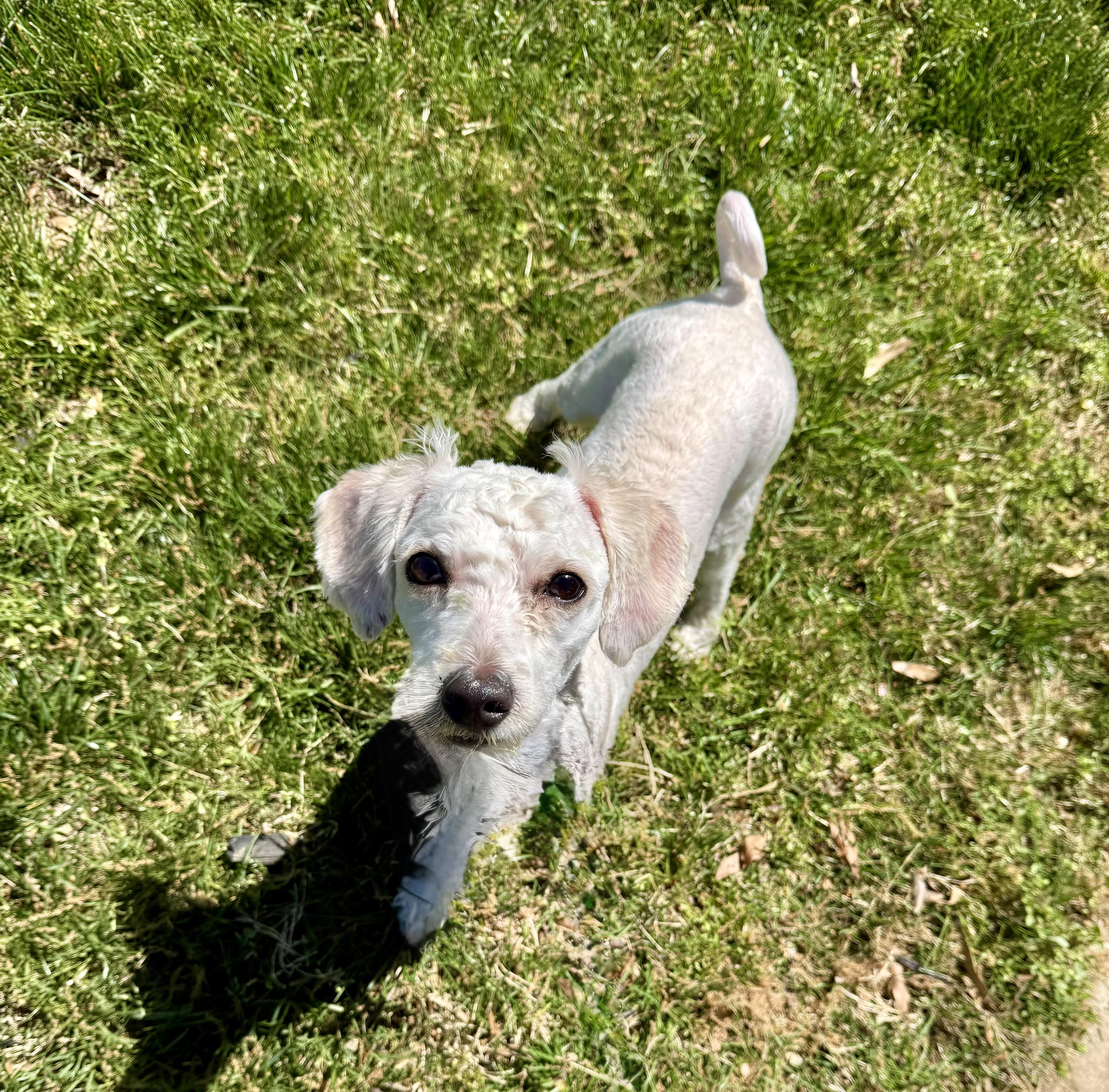 A young small-sized male Miniature Poodle dog named Jack for adoption in Monroe, NC