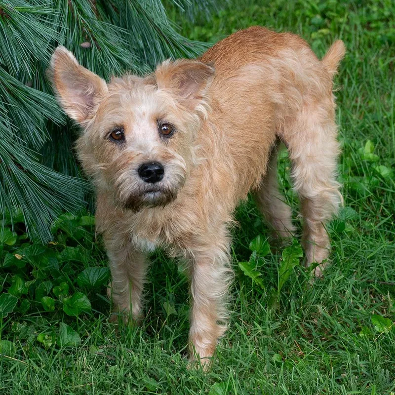 A senior medium-sized female Terrier dog named Izzy for adoption in Troy, OH