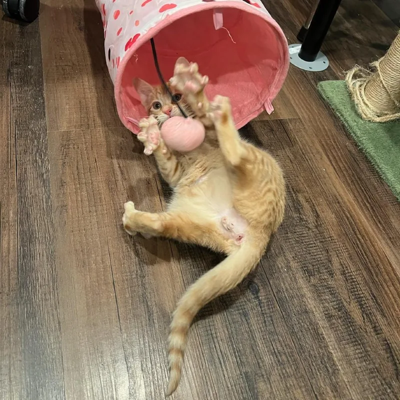 A baby small-sized male Orange / Red Domestic Medium Hair cat named Tyrone the Tyrant for adoption in Murray, UT