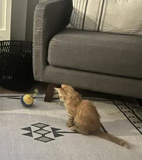 A baby medium-sized male Tabby (Orange / Red) Domestic Short Hair cat named Copper for adoption in Overland Park, KS