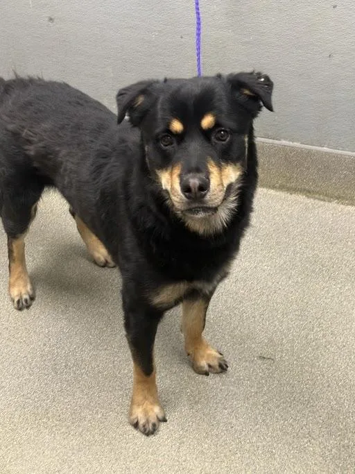 An adult large-sized male Rottweiler dog named Hashtag for adoption in Las Vegas, NV