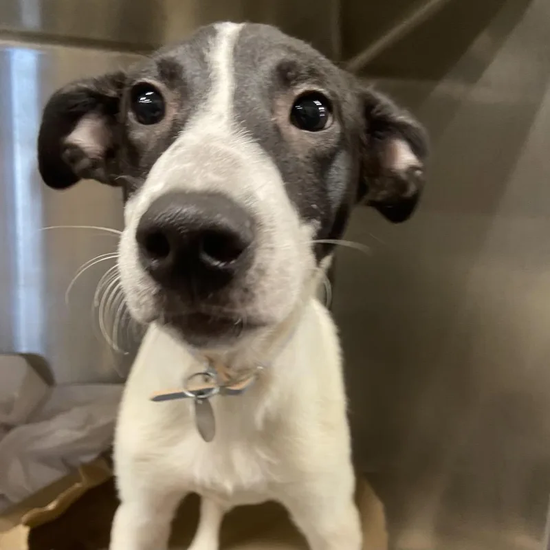 A baby small-sized male Pointer dog named SCR Joshua for adoption in Port Washington, NY