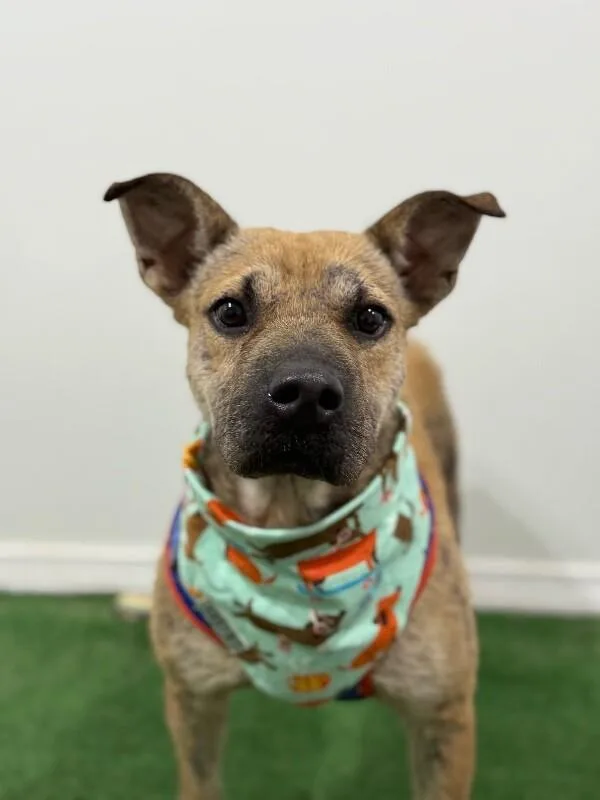 A young medium-sized male Yellow / Tan / Blond / Fawn Pit Bull Terrier dog named Ocean for adoption in Carlsbad, CA