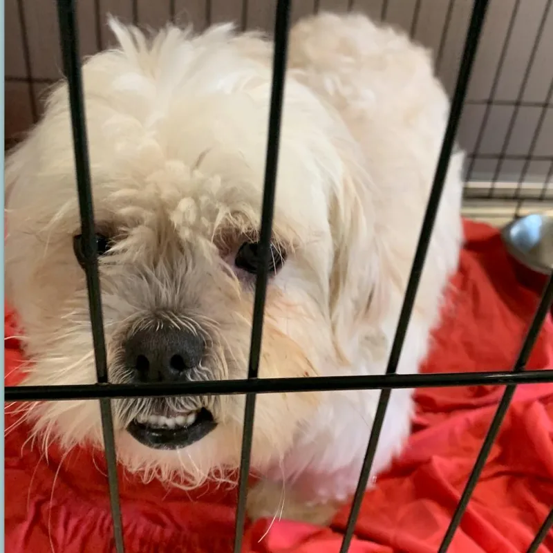 A senior small-sized male White / Cream Maltese dog named Tuff Aka Marley for adoption in LOXAHATCHEE, FL