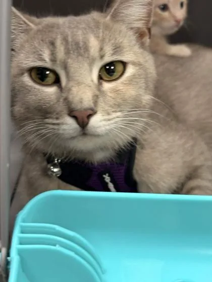 An adult medium-sized female Domestic Short Hair cat named Lola for adoption in Memphis, TN