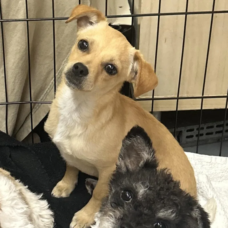 A baby small-sized male Yellow / Tan / Blond / Fawn Chihuahua dog named Guava for adoption in Point Richmond, CA