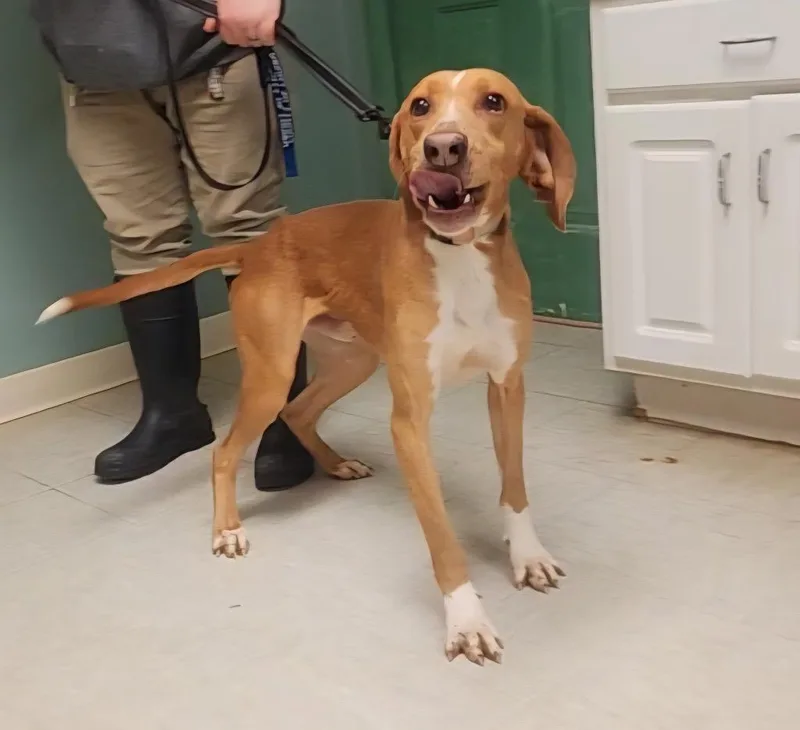 A young medium-sized male Hound dog named Puzzle for adoption in Mineral, VA