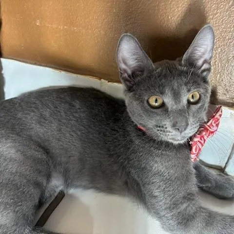 A baby small-sized male Gray / Blue / Silver Domestic Short Hair cat named Priv for adoption in Jupiter, FL