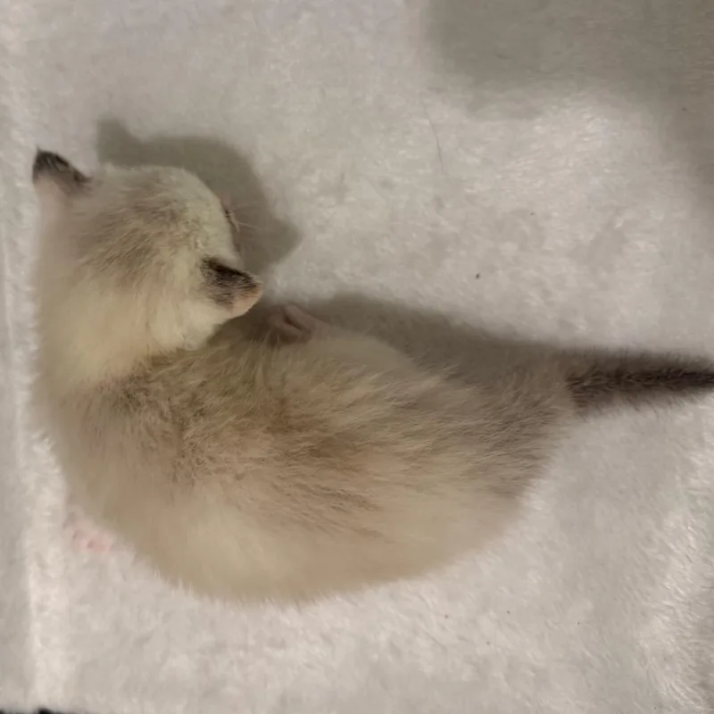 A baby small-sized female White American Shorthair cat named Poppy for adoption in Silver Spring, MD