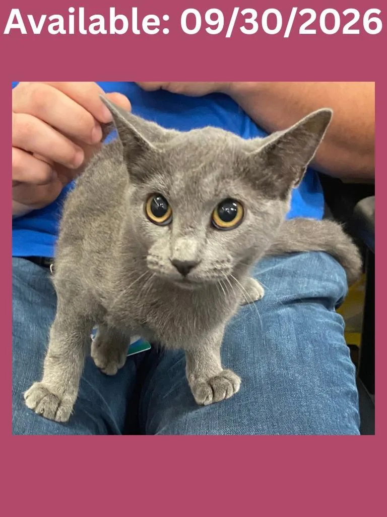 A baby medium-sized female Domestic Short Hair cat named Cat Condo Misty for adoption in Greenville, TX