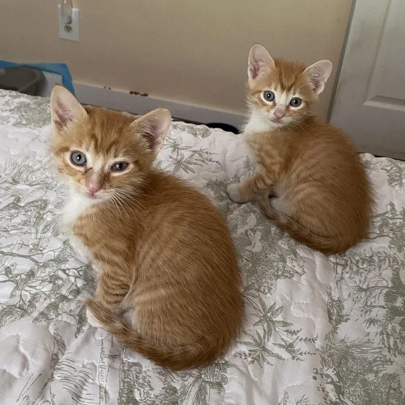 A baby medium-sized male Domestic Short Hair cat named Opie for adoption in Candler, NC