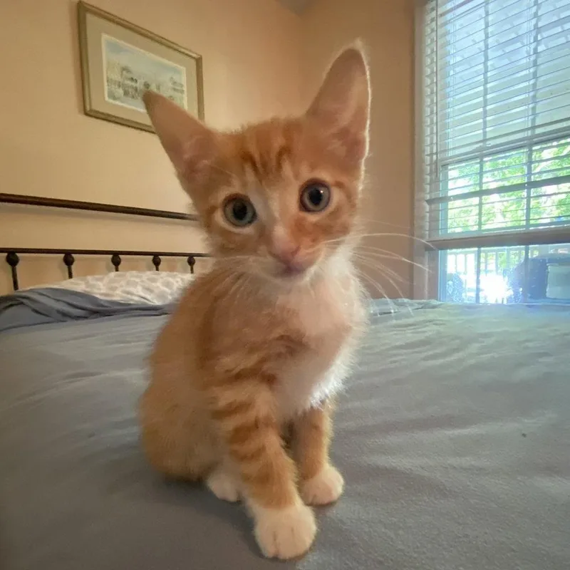 Opie thumbnail 2