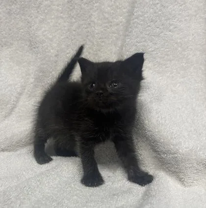 A baby small-sized female Domestic Medium Hair cat named Frost for adoption in Port Allen, LA