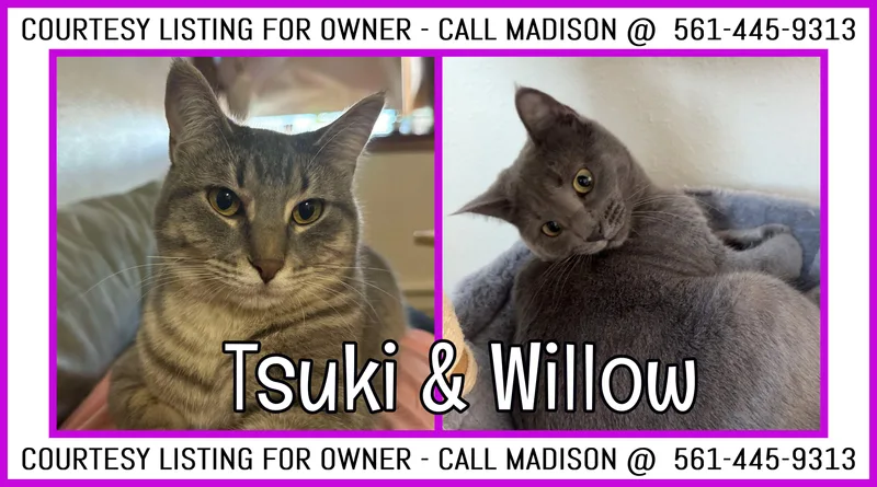 Tsuki & Willow  thumbnail 2