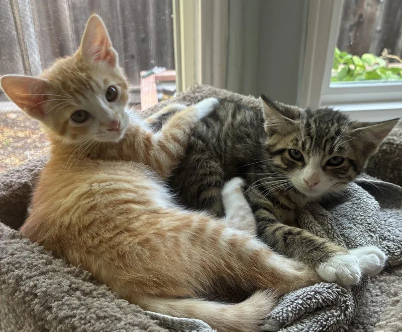 A baby medium-sized female Domestic Short Hair cat named Sunny & Mr Moody for adoption in San Luis Obispo, CA