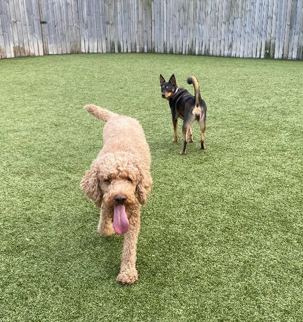 Zeppelin thumbnail 3