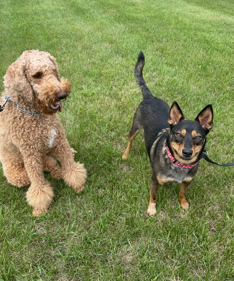 Zeppelin thumbnail 4