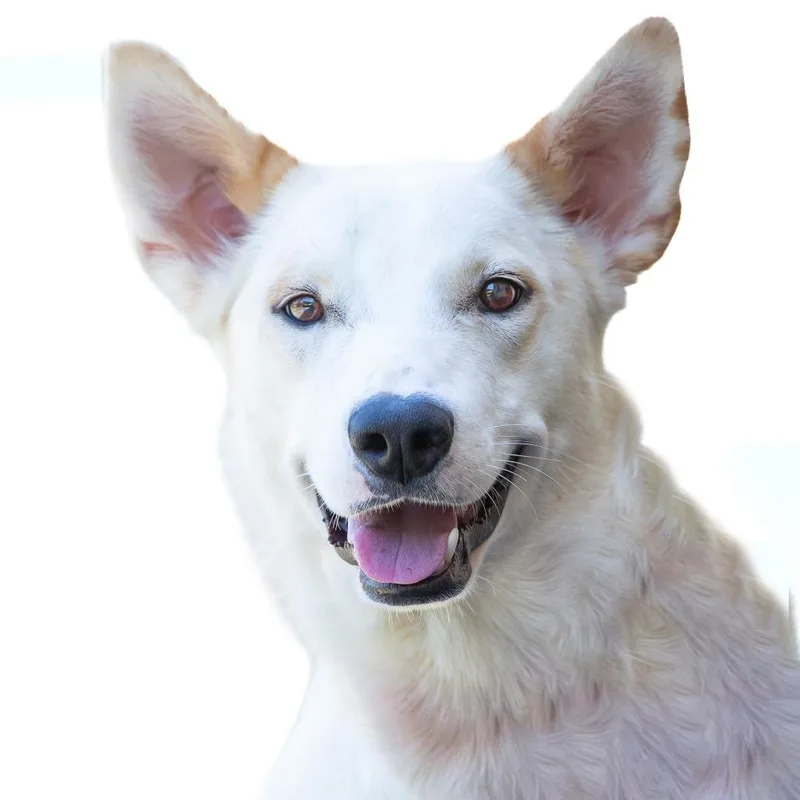 A young medium-sized female White / Cream Mixed Breed dog named Pancake for adoption in Cartersville, GA