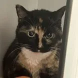 A senior large-sized female Tortoiseshell Domestic Short Hair cat named Antigone for adoption in Hilliard, OH
