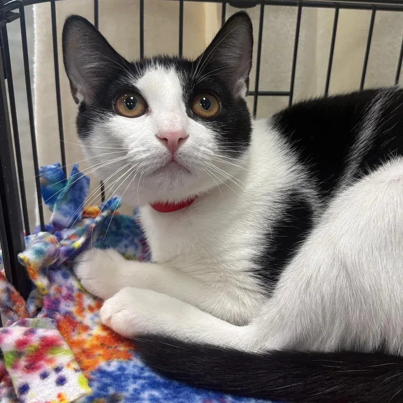 A young medium-sized female Black Domestic Short Hair cat named Lettuce for adoption in Hamburg, NY