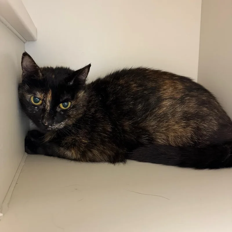 A young medium-sized female Black Domestic Medium Hair cat named Bebe for adoption in Fairport, NY